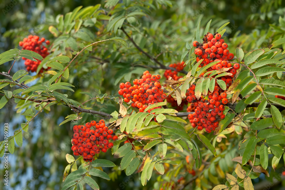 Rowan (Sorbus aucuparia) in park, Central Russia Rowan (Sorbus aucuparia) in park, Central Russia