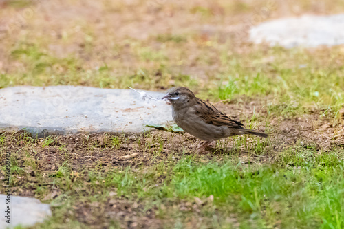 A sparrow standing in the garden, with a feather in the beak
