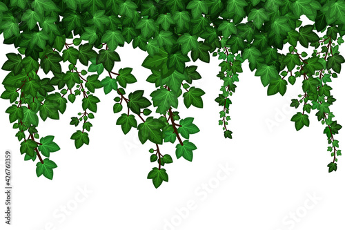 Ivy leaves texture, natural plant wall. Summer green foliage on white background.  Seamless repeat pattern. Vector illustration