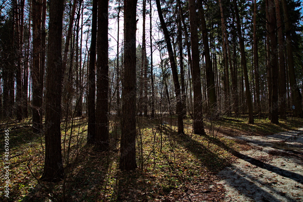 Pre-sunset rays of the spring sun in a pine forest. Pre-sunset rays of the spring sun in a pine forest.