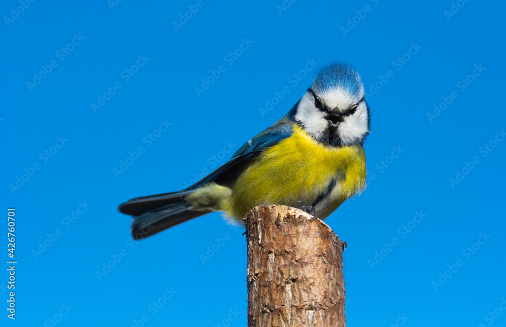 Obraz premium Blue tit (Parus caeruleus) sits on the tree branch , blue sky background