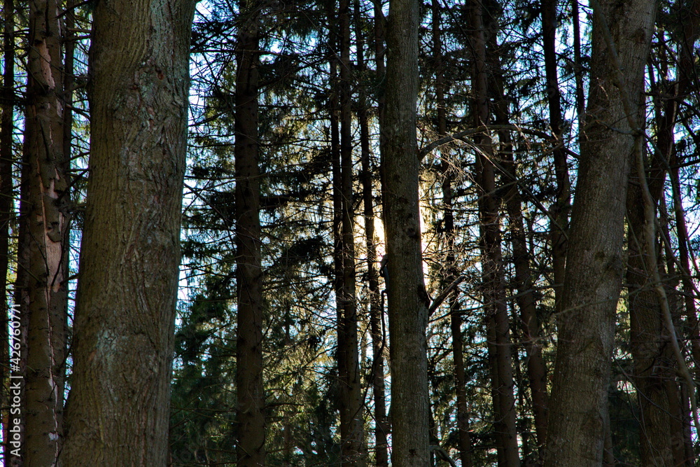Fototapeta premium Pre-sunset rays of the spring sun in a pine forest.