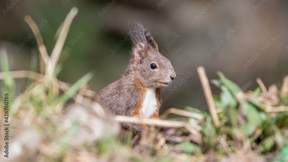 eichhörnchen, tier, nager, natur, wild lebende tiere, rot, säugetier, hübsch, fell, frack eichhörnchen, tier, nager, natur, wild lebende tiere, rot, säugetier, hübsch, fell, frack
