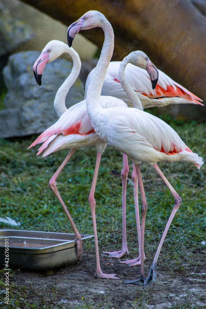 White flamingos with red feathers on the wings White flamingos with red feathers on the wings