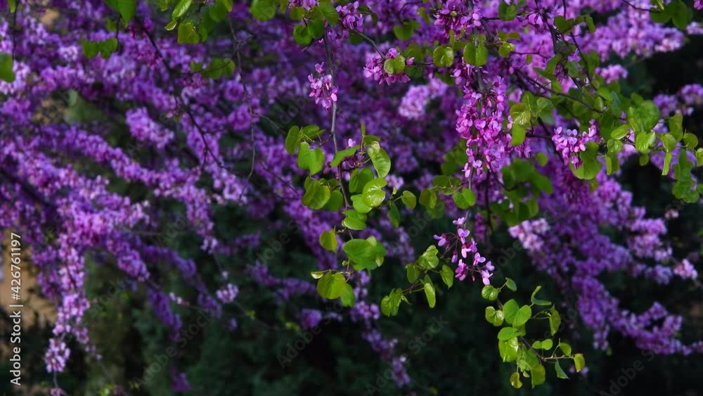 Flowering Judas tree moves in the wind. Spring season Flowering Judas tree moves in the wind. Spring season
