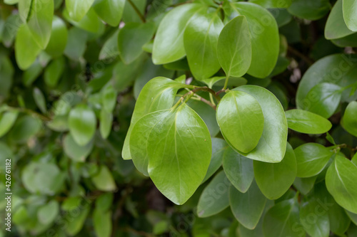 Fotografie Griselinia littoralis or kapuka or New Zealand broadleaf plant