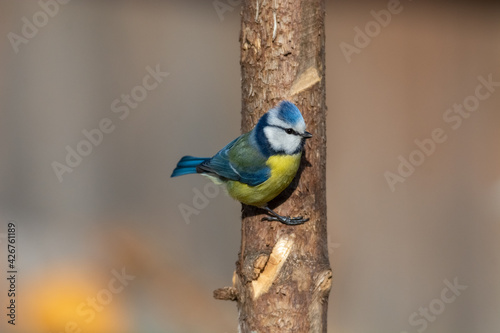 Blue tit (Parus caeruleus) sits on the tree branch , blur greenish background