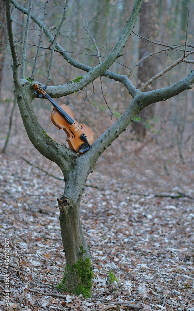 Eine orangene Violine zwischen Äste und Baumstämme teilweise mit grünem Moos bedeckt. Eine orangene Violine zwischen Äste und Baumstämme teilweise mit grünem Moos bedeckt.
