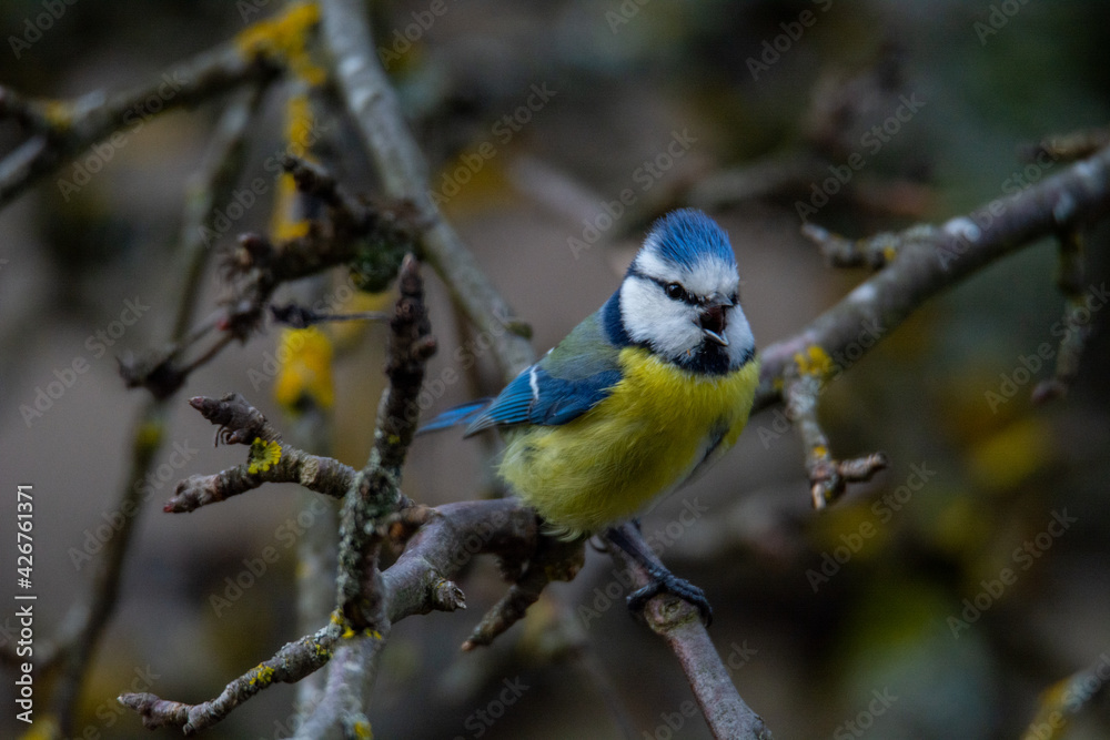 Blue tit (Parus caeruleus) sits on the branch , blur greenish background Blue tit (Parus caeruleus) sits on the branch , blur greenish background
