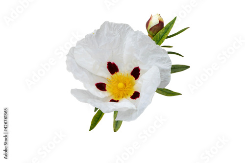 Labdanum or gum rockrose flower and leaves isolated on white photo