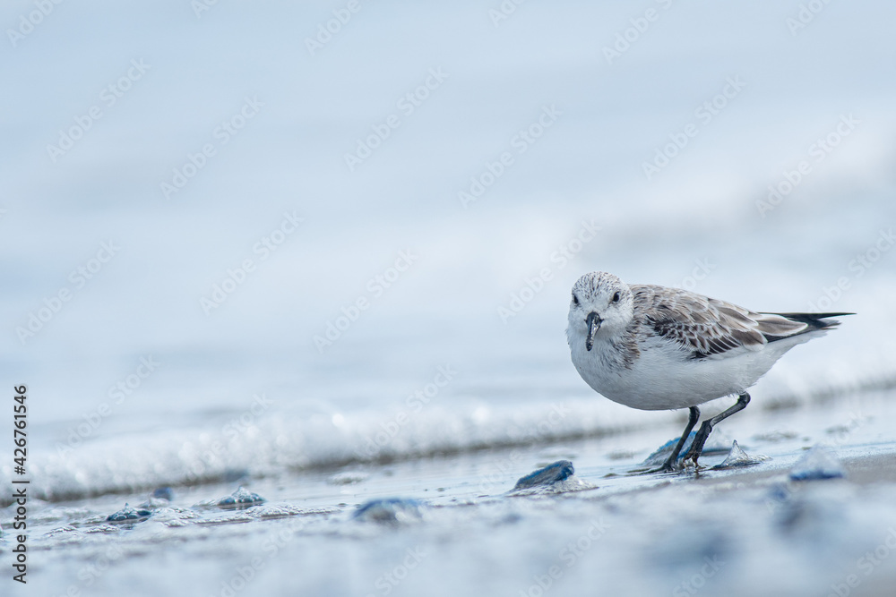 Sanderling (Calidris alba) in the beach eating, in the Ebro Delta Sanderling (Calidris alba) in the beach eating, in the Ebro Delta