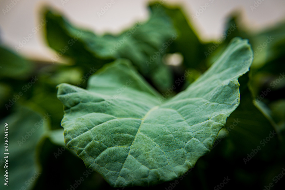 close up of green leaf close up of green leaf