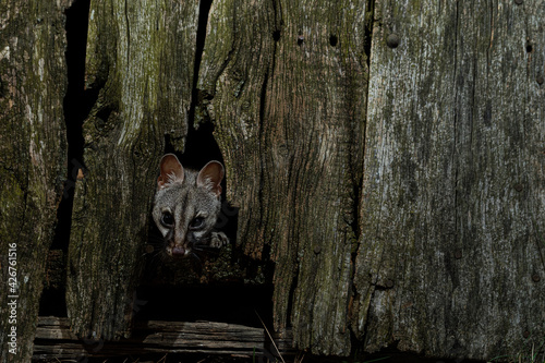 A genet (Genetta genetta) going through an old door in an abandoned house photo