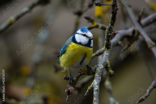Blue tit (Parus caeruleus) sits on the branch , blur greenish background