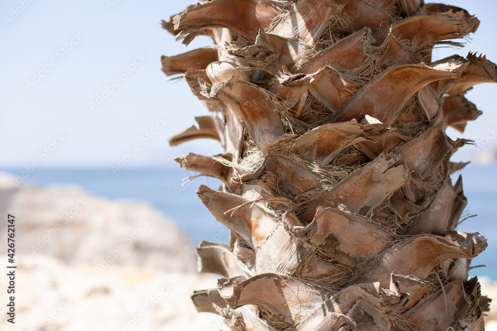 Close-up detail of a palm trunk, texture of a nerve, natural background Close-up detail of a palm trunk, texture of a nerve, natural background