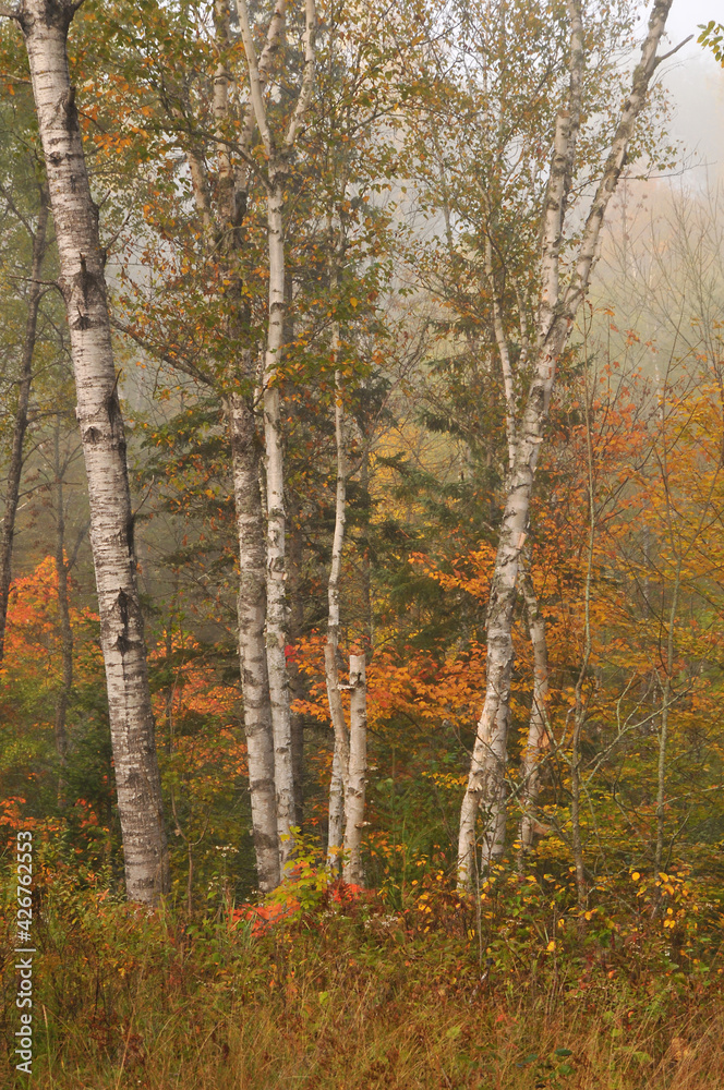 Forest in Fall color Algonquin Park Ontario
