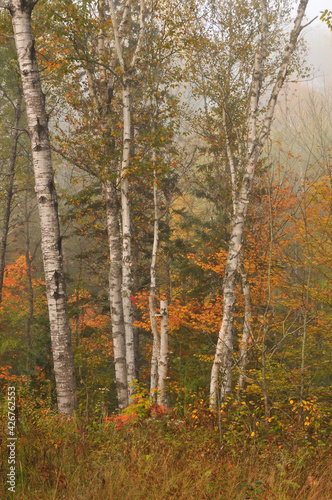 Forest in Fall color Algonquin Park Ontario