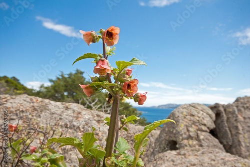 Scrofularia trifoliata, Scrophularia photo