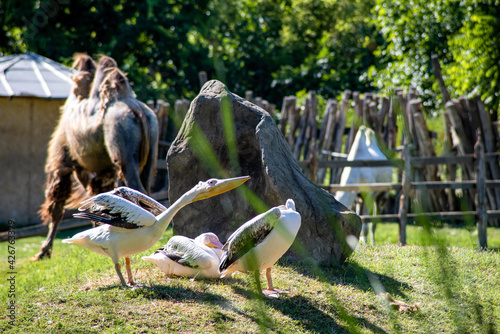 Fotografia a group of white pelicans stretching their wings