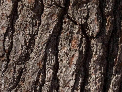 Wallpaper Mural Pine Tree Bark Torontodigital.ca