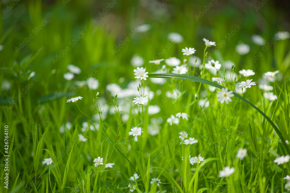 Small white closeup flowers on  green grass