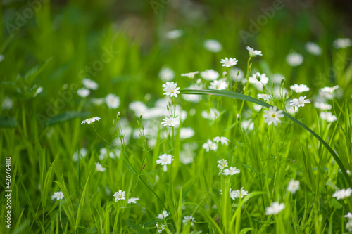 Small white closeup flowers on green grass