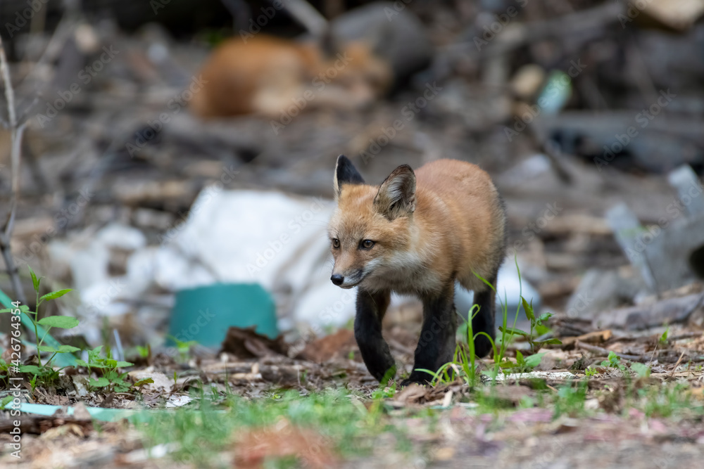 Red fox kits running and playing in a maintenance area close to the family den