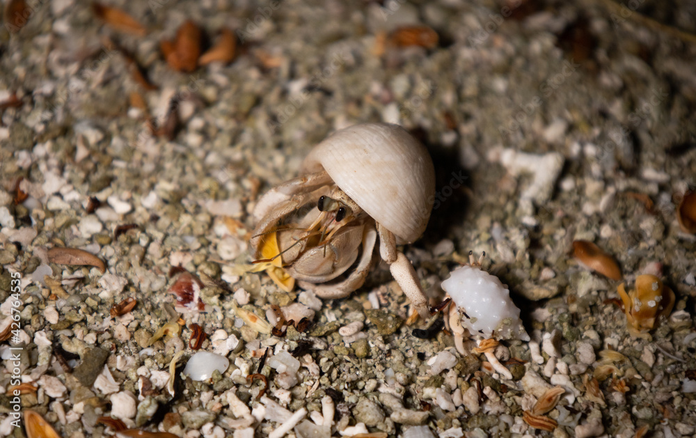 hermit crab feeding under the palm trees on thr send