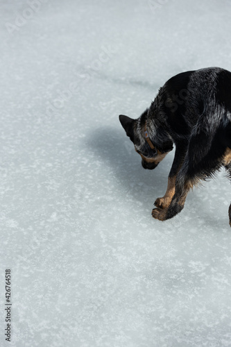 dog walking on a pond drinking fozen water