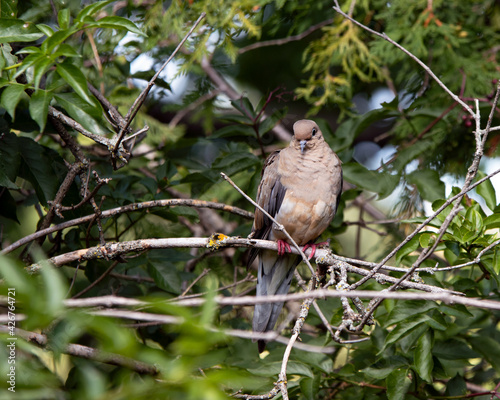 Mourning dove (Zenaida macroura) perching on a branch - green leaves in the background