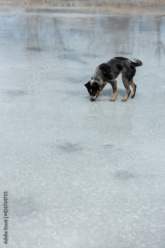 dog sniffing a frozen pond sunny day