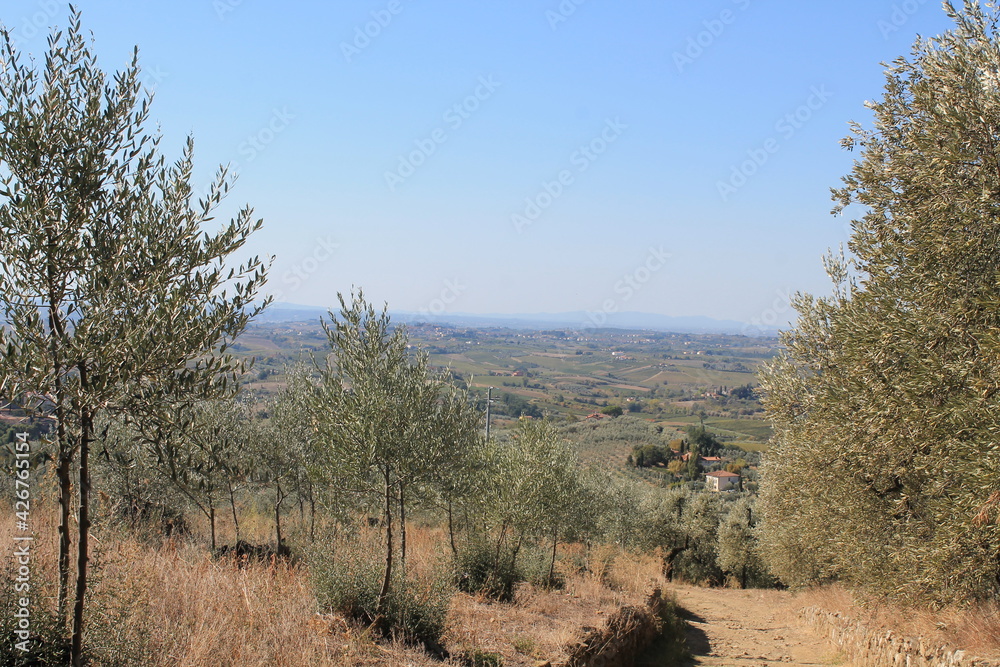 Olive tree cultivation in the rolling hills of Tuscany, Italy