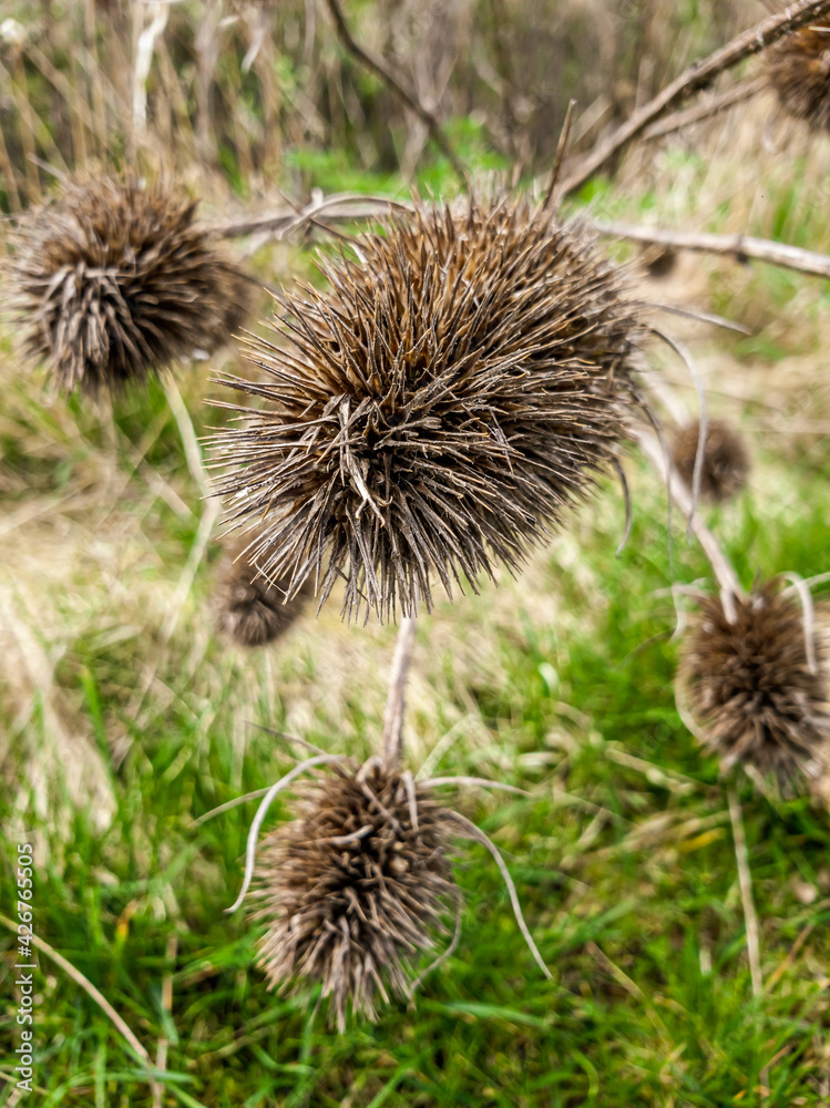 Dipsacus laciniatus plant on the field. Blurry background. Dipsacus laciniatus plant on the field. Blurry background.