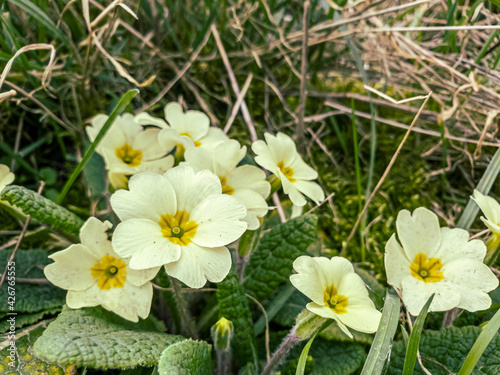 Spring flowers in the garden.