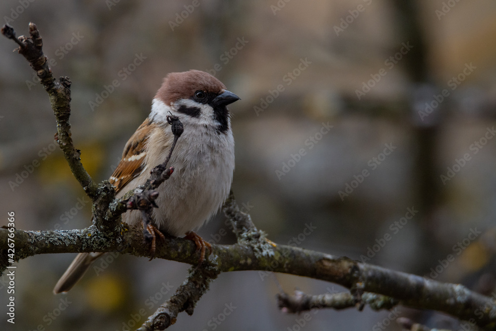 Tree Sparrow (Passer montanus) sits on the branch Tree Sparrow (Passer montanus) sits on the branch