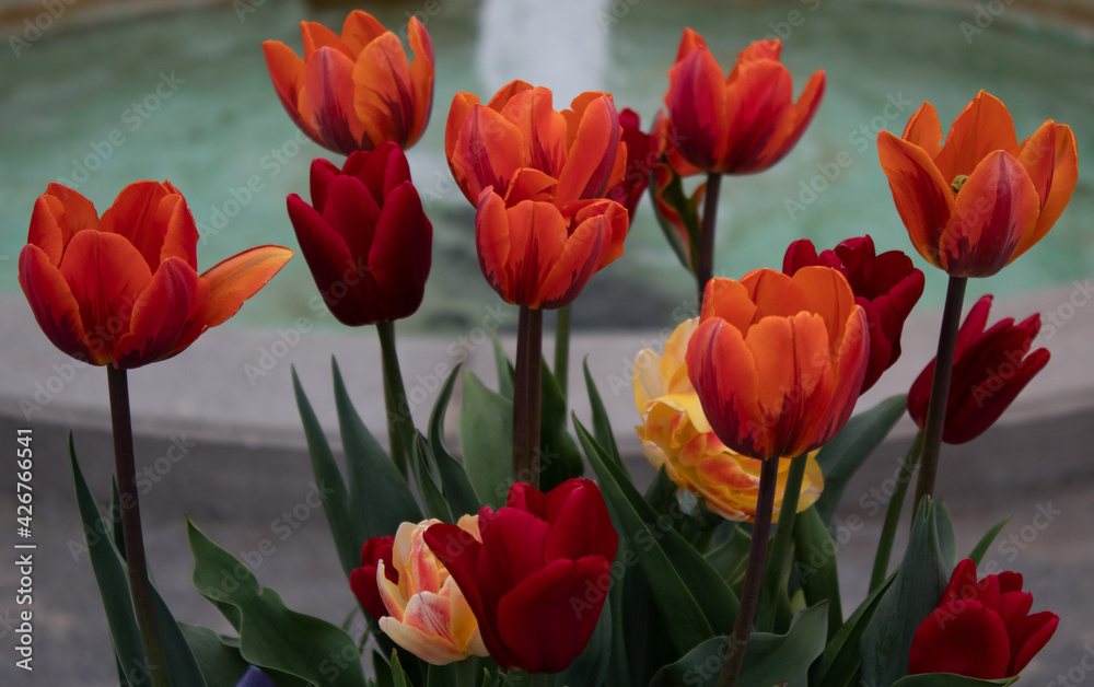 Flowers, tulips with a fountain Flowers, tulips with a fountain