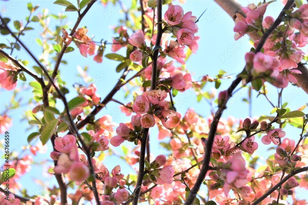 blossom in spring blossom in spring
