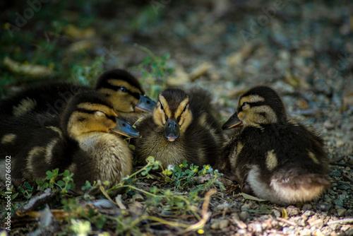 a group of little brown ducklings © Roman