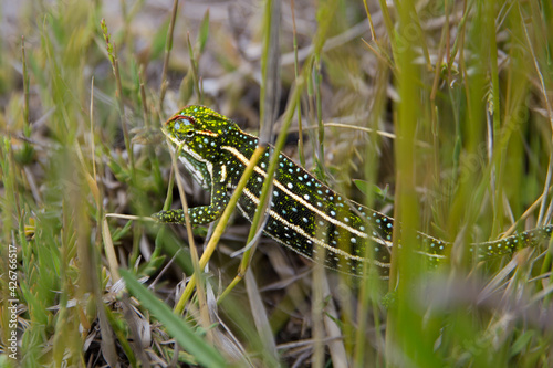 Very Small colorful chameleon with dots and lines  in in grass Madagascar