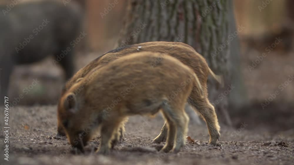 Closeup young wild boars Sus scrofa calm piggy looking for nutriment in deep wood. Wildlife tranquil scene of long furry animals. Strong nose and well smell sense to search food in omnivorous mammal. Closeup young wild boars Sus scrofa calm piggy looking for nutriment in deep wood. Wildlife tranquil scene of long furry animals. Strong nose and well smell sense to search food in omnivorous mammal.