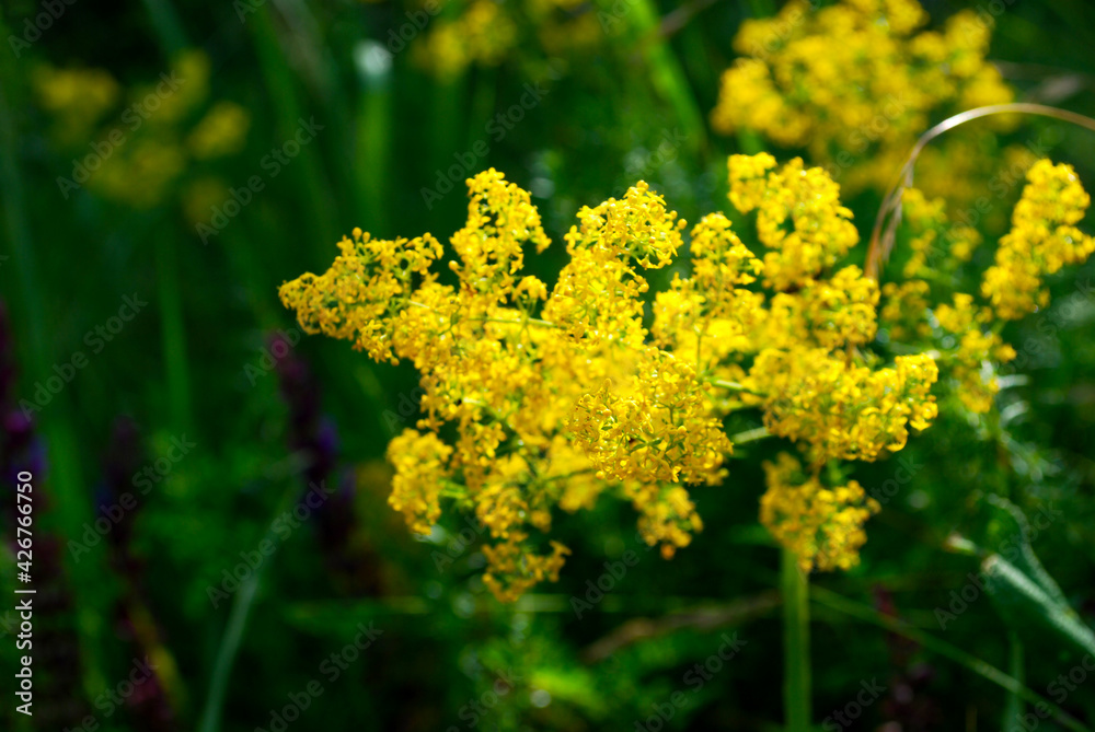 yellow flowers in spring yellow flowers in spring