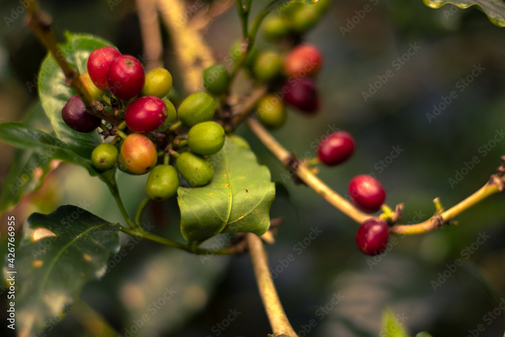 Coffee beans on a leaf Coffee beans on a leaf