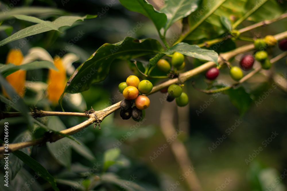 Yellow coffee beans Yellow coffee beans