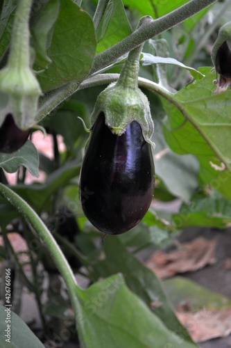 A little eggplant in the garden