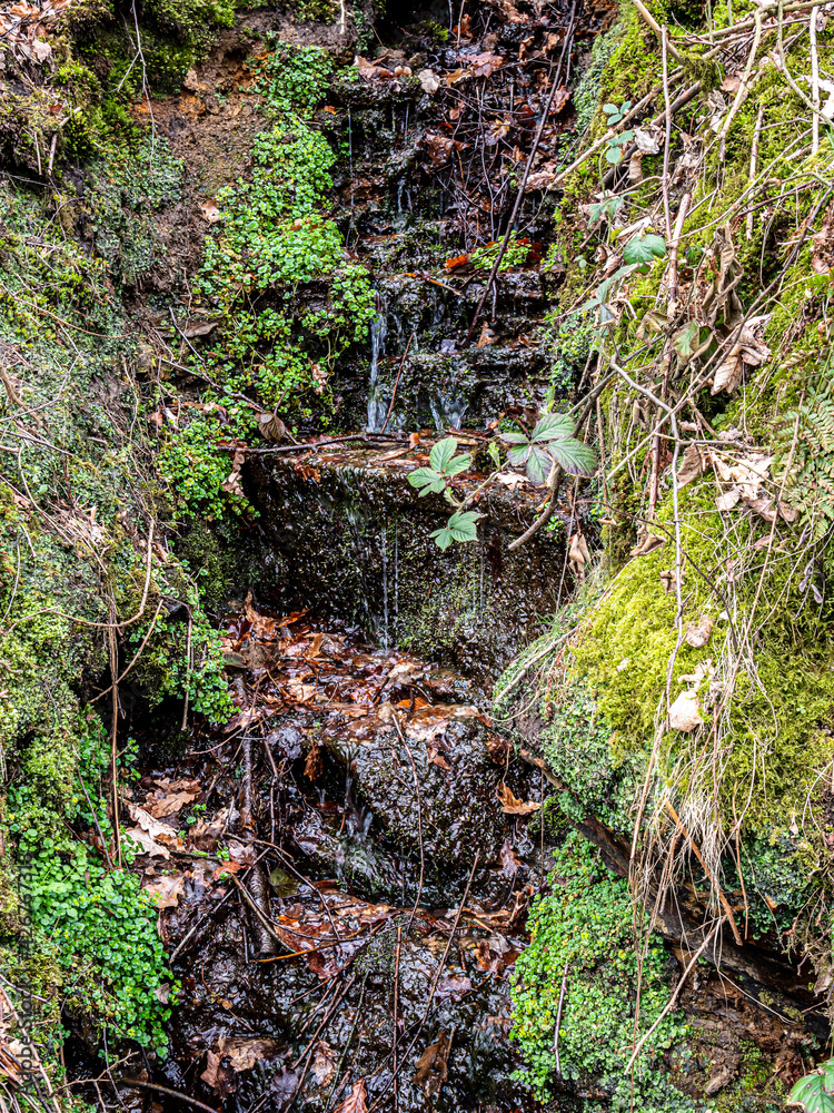 Obraz premium A water streams surrounded by greenery in the park.