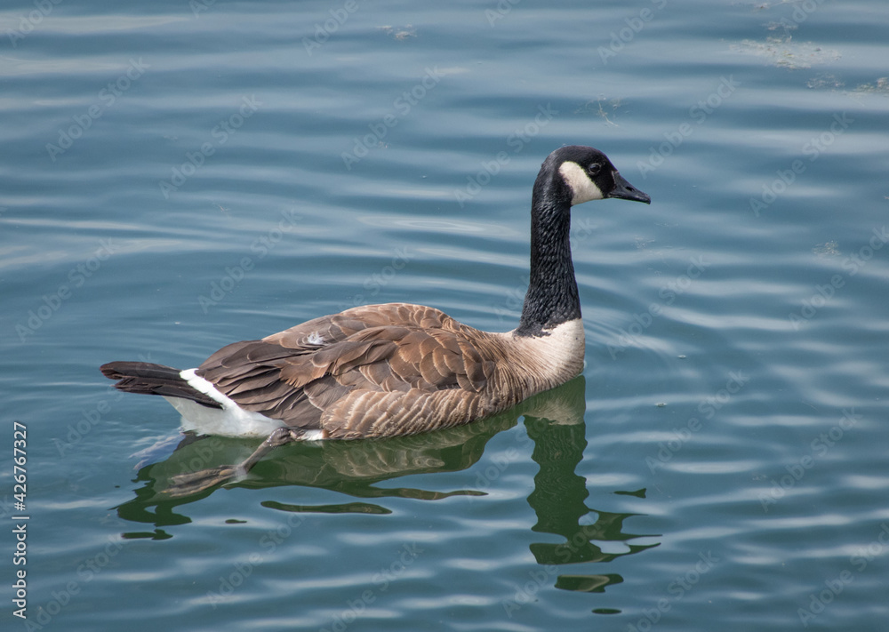 Goose swimming in the water Goose swimming in the water