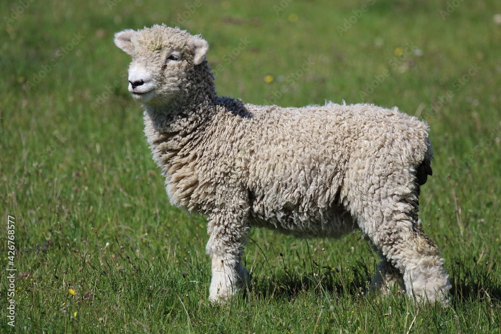 Naklejka premium Romneyschaf / Romney sheep / Ovis.
