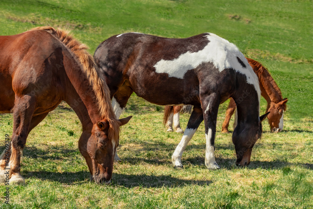 Several horses eat green grass on a sunny spring day. Green field. Farm. Three multicolored horses Several horses eat green grass on a sunny spring day. Green field. Farm. Three multicolored horses