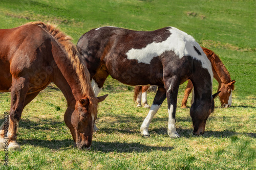 Several horses eat green grass on a sunny spring day. Green field. Farm. Three multicolored horses  © Pysarevska