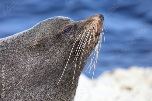 Neuseeländischer Seebär / New Zealand fur seal / Arctocephalus forsteri